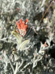 Castilleja hololeuca