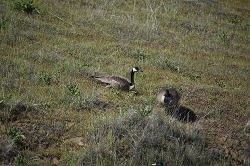 iNaturalist observation photo of Canada Goose