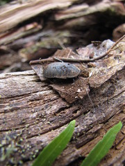 Angustonicus
