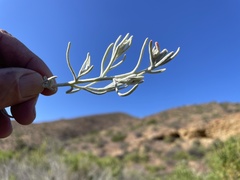 Castilleja hololeuca