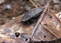 Angustonicus