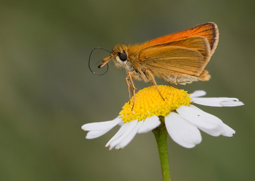 Essex Skipper, Tilburg, NL-NB, NL, photo 7 of 10