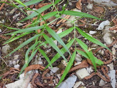 Lathyrus vernus gracilis