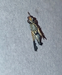 Dorycera maculipennis
