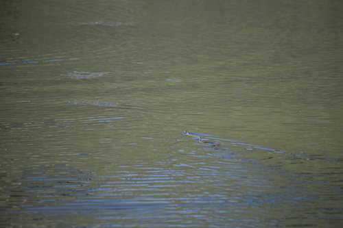 iNaturalist observation photo of Diablo Range Garter Snake