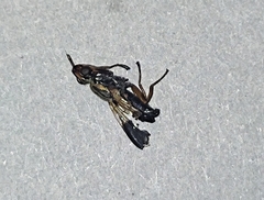 Dorycera maculipennis