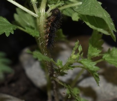 Vanessa itea