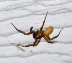Septentrinna bicalcarata