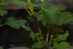 Vanessa itea
