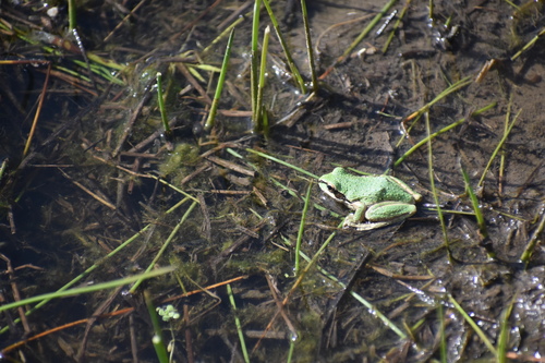 iNaturalist observation photo of Pacific chorus frog