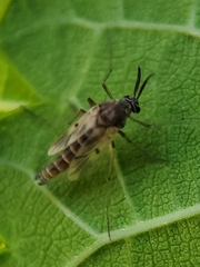 Chironomidae