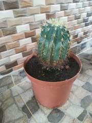 Echinocactus