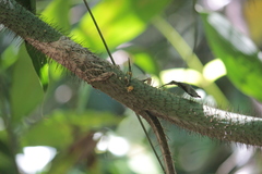 Desmoncus orthacanthos