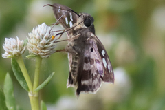 Polygonus leo arizonensis