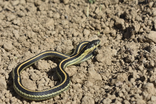 iNaturalist observation photo of Diablo Range Garter Snake