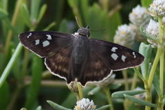 Polygonus leo arizonensis