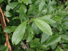 Eriophyes prunispinosae