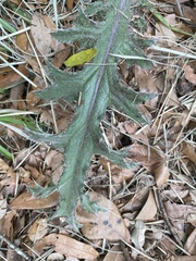 Cirsium nuttallii