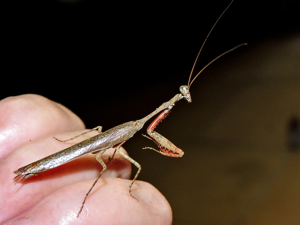 Mellierini