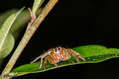 Colyttus bilineatus