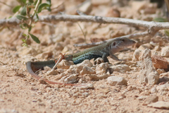 Aspidoscelis angusticeps