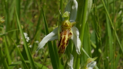 Ophrys apifera trollii