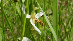 Ophrys apifera trollii