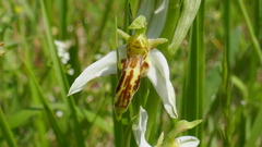 Ophrys apifera trollii