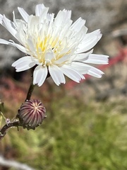 Malacothrix saxatilis implicata