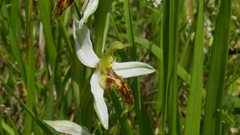 Ophrys apifera trollii