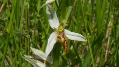 Ophrys apifera trollii
