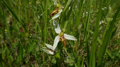 Ophrys apifera trollii