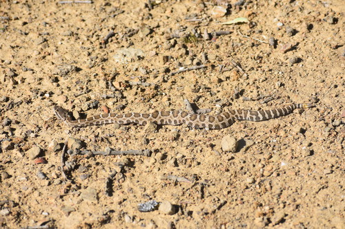 iNaturalist observation photo of Northern Pacific Rattlesnake