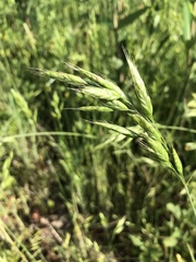 Bromus racemosus