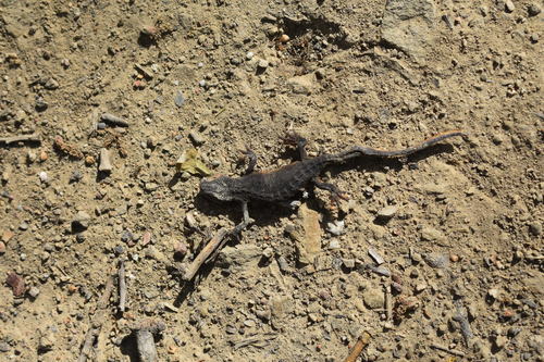 iNaturalist observation photo of California Newt