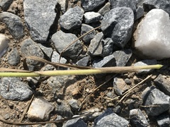 Bromus racemosus