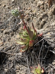 Dudleya candelabrum