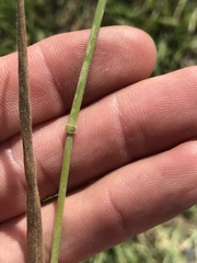 Bromus racemosus