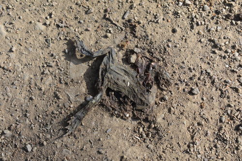 iNaturalist observation photo of Western Toad