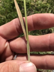 Bromus racemosus