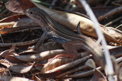 Aspidoscelis angusticeps