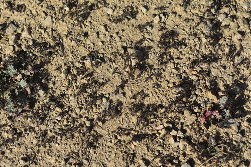 iNaturalist observation photo of Andre's Harvester Ant