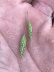 Bromus racemosus