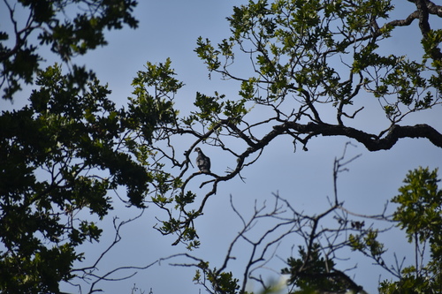 iNaturalist observation photo of Band-tailed Pigeon