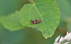 Olethreutes arcuella