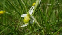 Ophrys apifera chlorantha