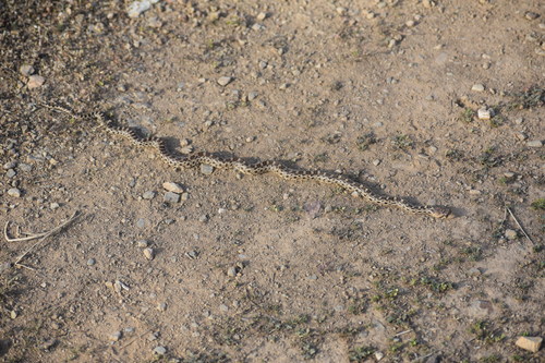 iNaturalist observation photo of Pacific Gopher Snake