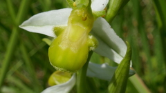 Ophrys apifera chlorantha