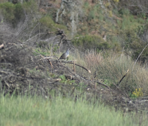iNaturalist observation photo of California Quail