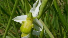 Ophrys apifera chlorantha